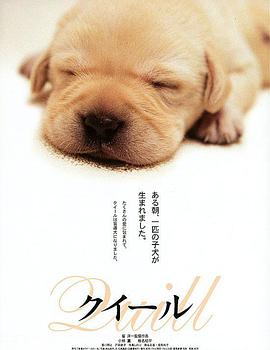 导盲犬小Q 