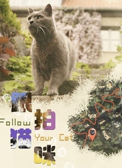 跟拍猫咪 