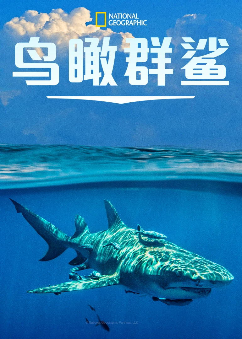 鸟瞰群鲨 